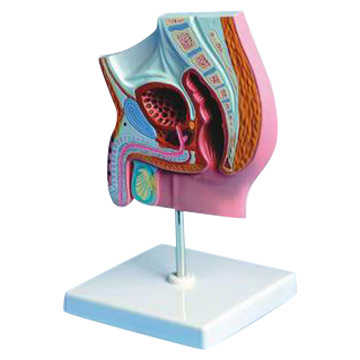  Male Pelvis Model (Section Part) (Male Pelvis Model (Section Part))