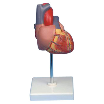  Human Heart Model (Natural Size, 2 Parts) (Human Heart Model (grandeur nature, 2 parties))