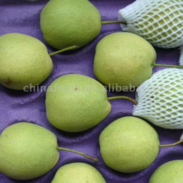  Shandong Pear (Shandong Poire)