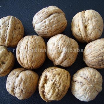  Walnut In Shell (Noyer Dans Shell)