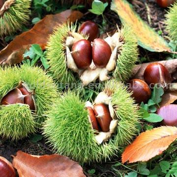 Fresh Chestnut (Fresh Chestnut)