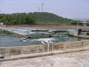  Spirulina Powder (Spiruline Poudre)