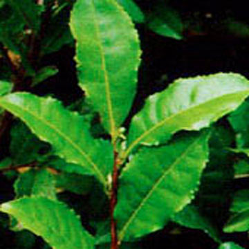  Green Tea Extract (Tea Polyphenol) (Extrait de Thé Vert (Tea polyphénols))