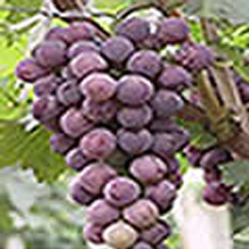  Grape Seed Extract (Extrait de pépins de raisin)