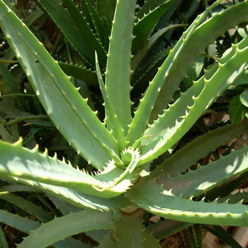 Aloe Vera Extrakt (Aloe Vera Extrakt)