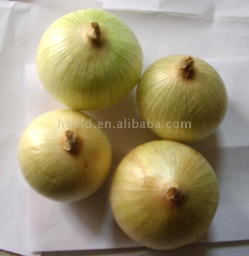  Onion