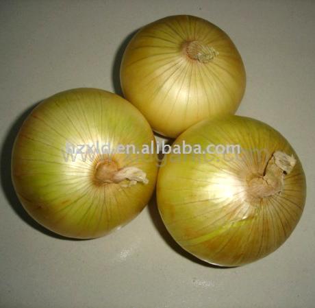  Fresh Onion (Frische Zwiebeln)