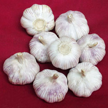  Garlic (Ail)