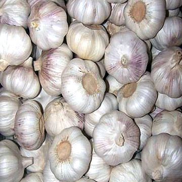 Normal White Fresh Garlic (10kg Bulk) (Plein blanc frais à l`ail (10kg en vrac))
