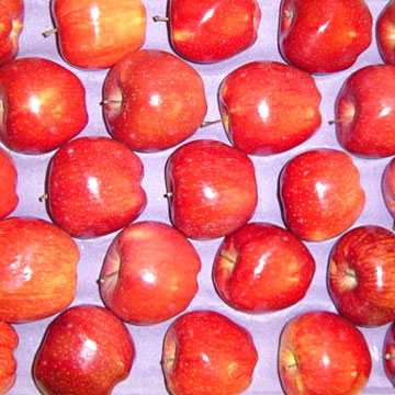  Red Apples (Красные яблоки)