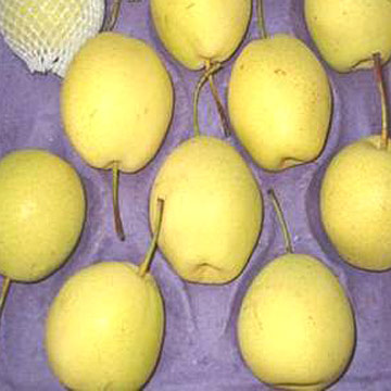  Shandong Pears (Shandong Poires)
