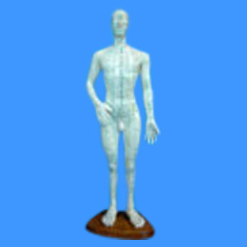  Acupuncture Model (Acupuncture Model)