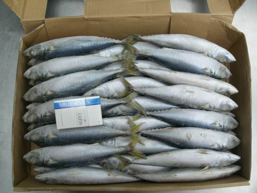  Frozen Mackerel (Scomber Japonicus) (Frozen Maquereau (Scomber japonicus))