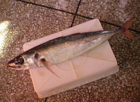  Frozen Redfin Scad ( Frozen Redfin Scad)