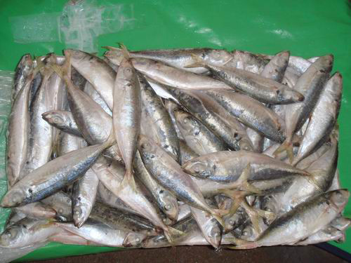  Frozen Horse Mackerel (Trachurus Japonicus) (Frozen Chinchard (Trachurus japonicus))