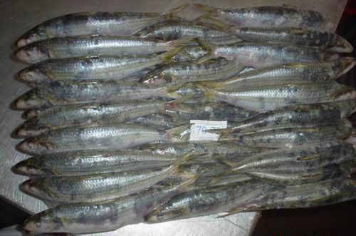  Frozen Sardine (Harengula Zunasi) ( Frozen Sardine (Harengula Zunasi))