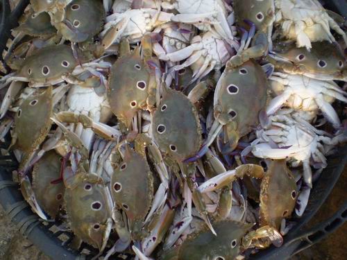  Three-Spotted Crab ( Three-Spotted Crab)