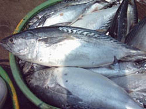  Bullet Mackerel (Auxis Thazard) (Bullet Maquereau (Auxis thazard))