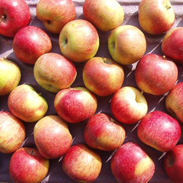  Jiguan Apple