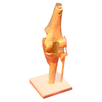  Knee Joint Model (Коленного сустава модели)