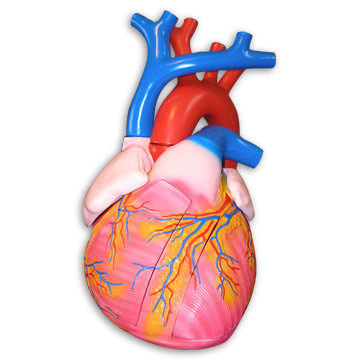  Expansionary Model of Heart (Стимулирующая модель сердца)