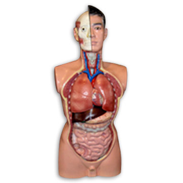  LM2117-2 Model of Head, Neck and Trunk of human Being (LM2117-2 Modell der Kopf, Hals und Rumpf des menschlichen Seins)