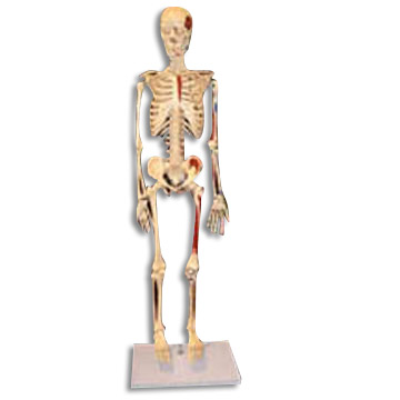  Model of Skeleton (Модели Скелет)