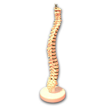  Model of Vertebral Column (Модели позвоночника)