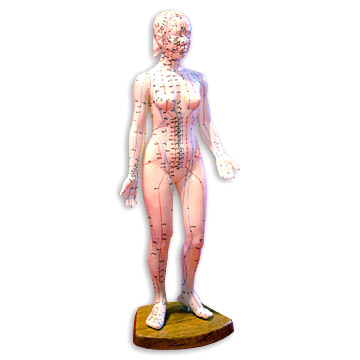  Model of Female Acupuncture Points (Модели женской точки акупунктуры)