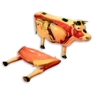  Model of Cattle (Модели крупного рогатого скота)