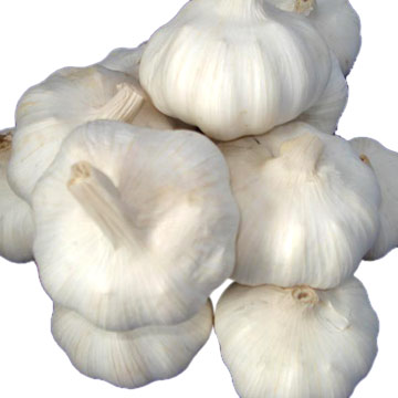  Garlic (Чеснок)