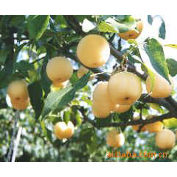  Golden Pear (Golden Pear)