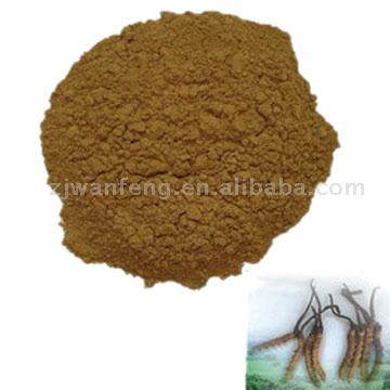  Cordyceps Cephalosporium Mycelia (Cordyceps céphalosporienne Mycelia)