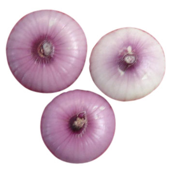 Onion (Onion)