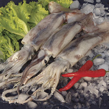  Frozen Squid (Замороженные кальмары)