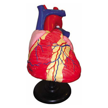  Human Heart Model (Человек модели сердца)