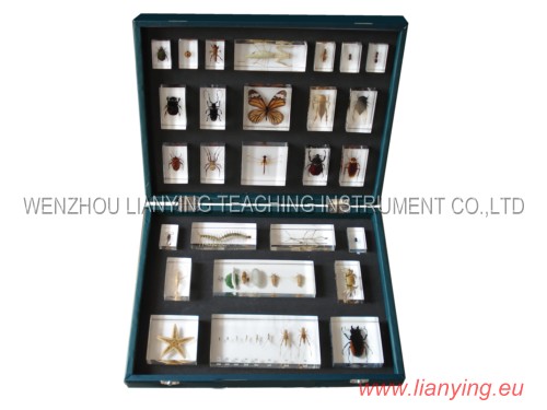  Insect Teaching Aid Suit (Insect moyen d`enseignement Suit)