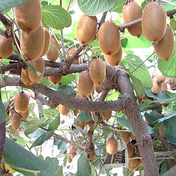  Kiwi Fruit (Kiwi Fruit)