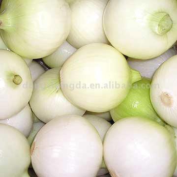  Onion (Oignon)