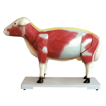 Schaf-Modell (Schaf-Modell)