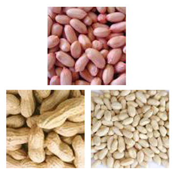 Peanut, Erdnuss-Kernel, blanchiert Peanut Kernel (Peanut, Erdnuss-Kernel, blanchiert Peanut Kernel)