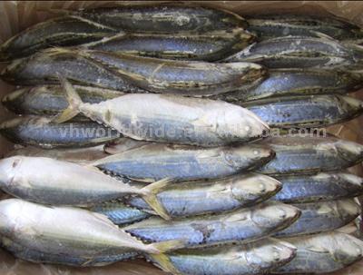  Frozen Indian Mackerel (Frozen Indische Makrele)