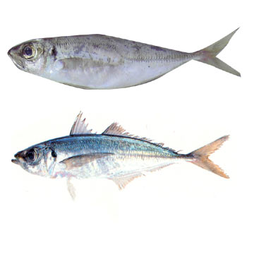  Jack Mackerel ( Jack Mackerel)