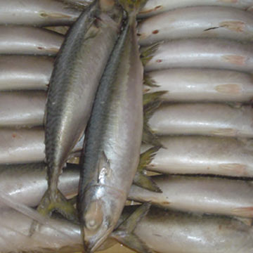  Frozen Pacific Mackerel