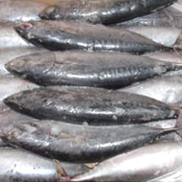  Frozen Bonito Tuna (Frozen Bonito Thunfisch)