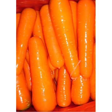  Carrot