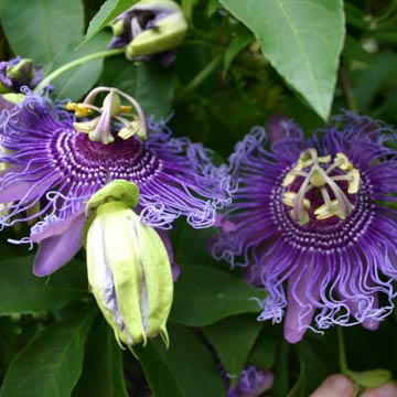  Passion Flower Extract Powder