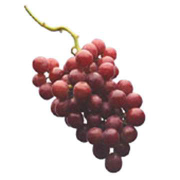  Grape Seed PE (95%) Polyphenol (PE de pépins de raisin (95%) polyphénol)