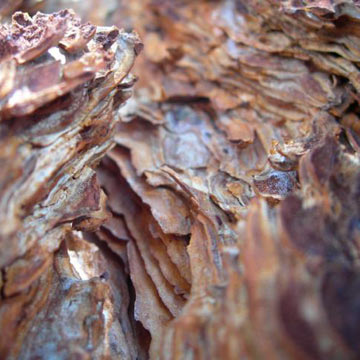  Pine Bark Extract Powder (95% Polyphenols) (Poudre d`extrait d`écorce de pin (95% de polyphénols))