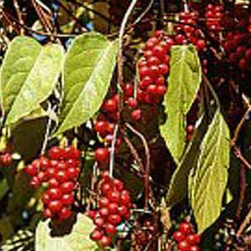  Schisandra Chinensis PE (Schisandra Chinensis PE)